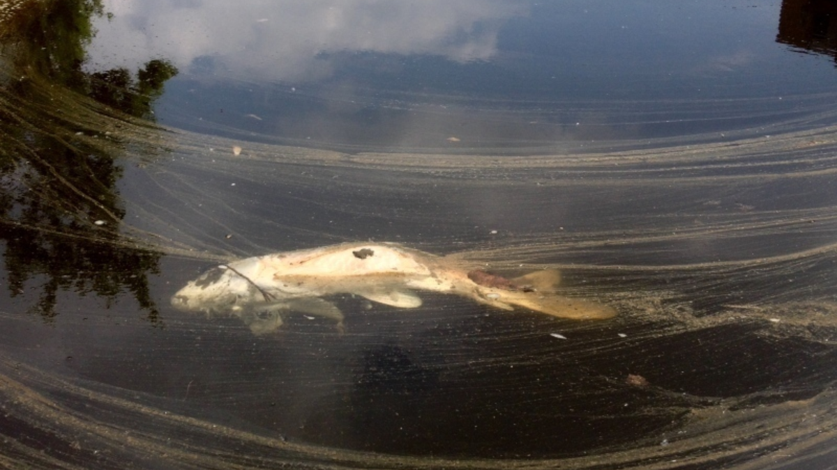 202406 dode vis in vijver twentsewelle