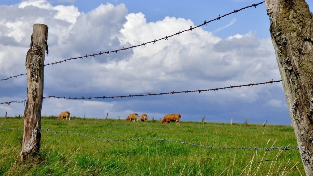 198351 fence 493093 960 720