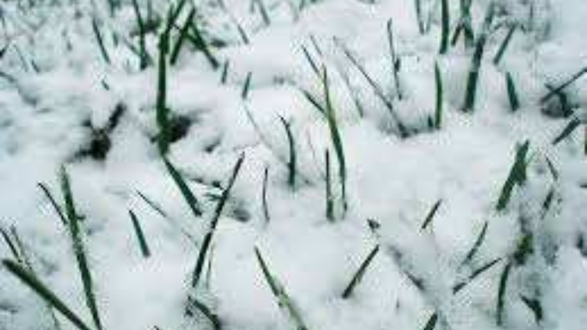 193149 sneeuw op gras