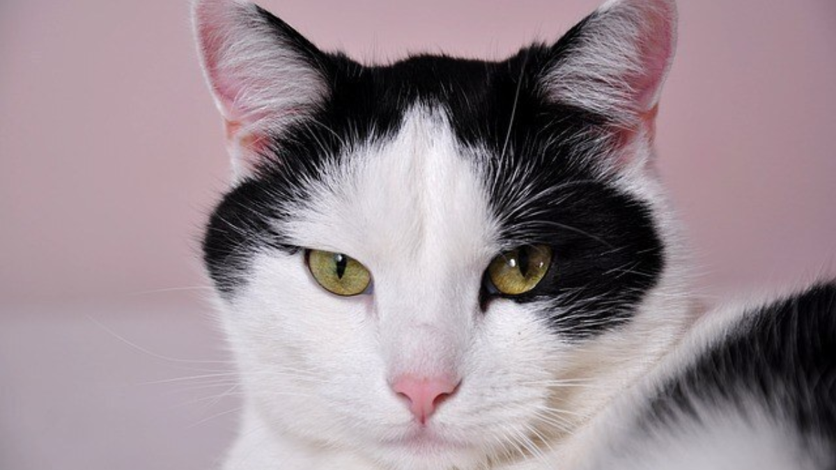 189913 kat poes
