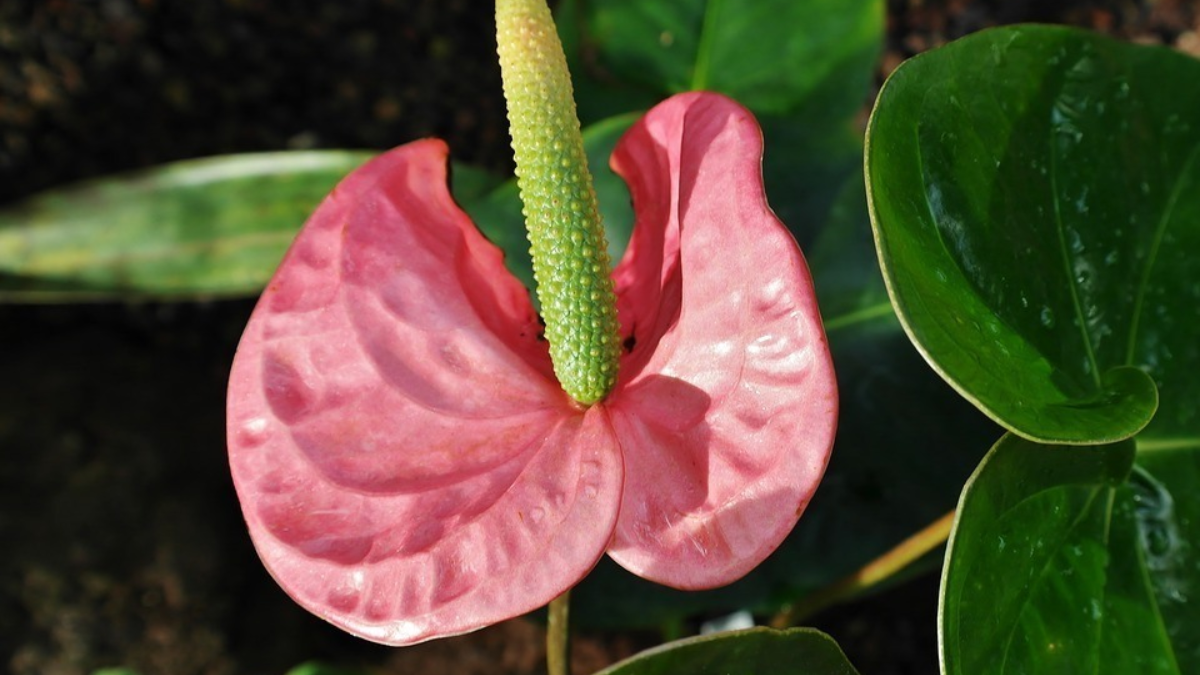 187486 plant