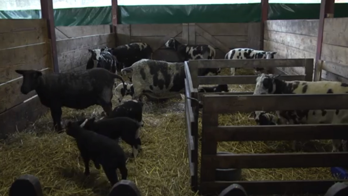 187265 lammetjes 1