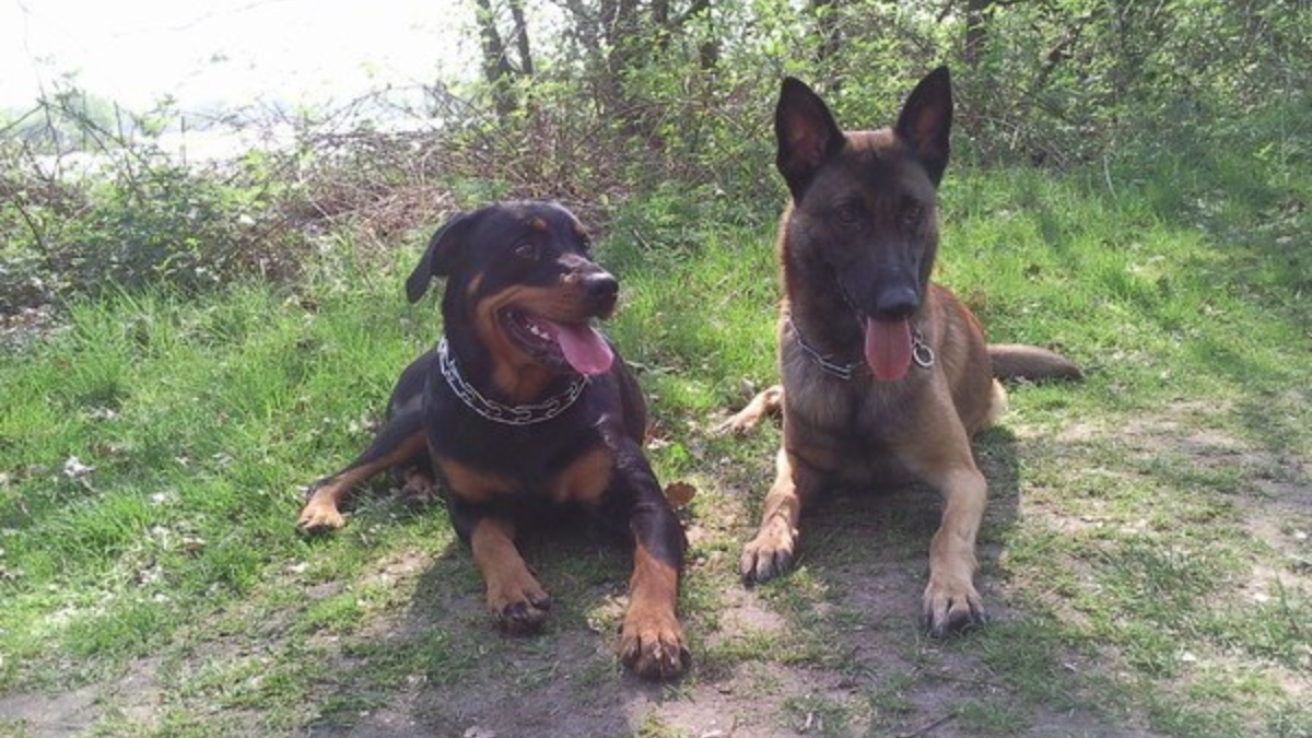 168889 honden2 2