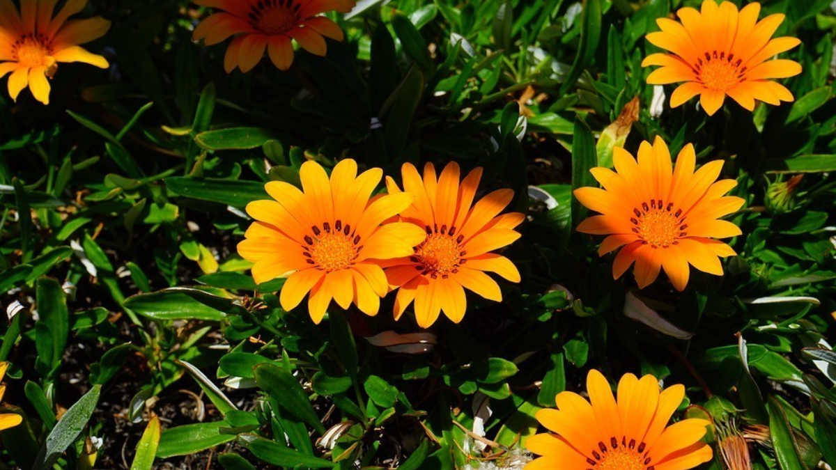 100284 gazania 461586 960 720