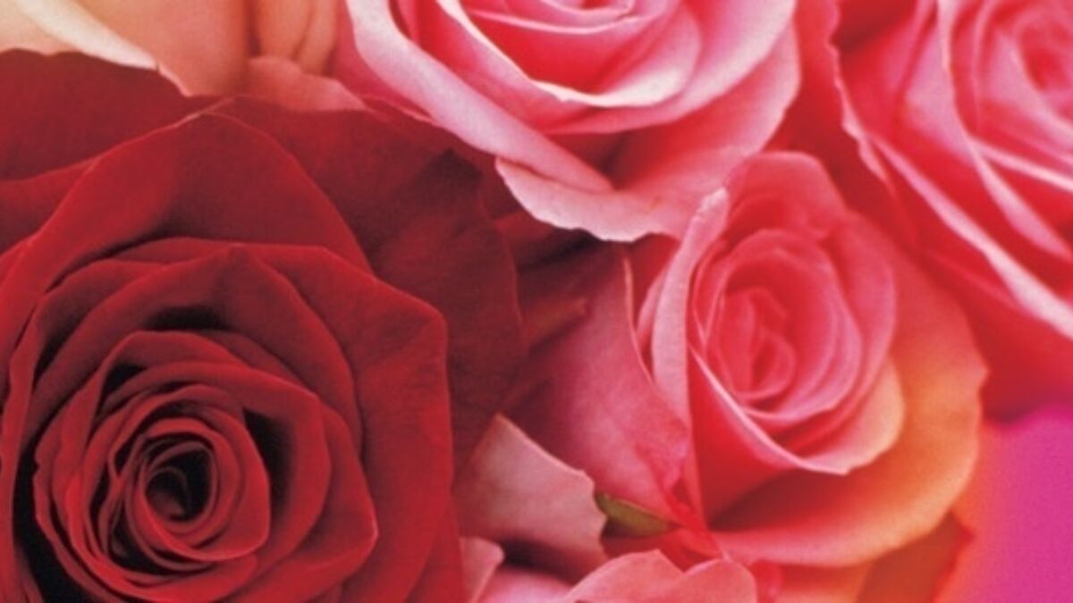 97665 valentijnsdag