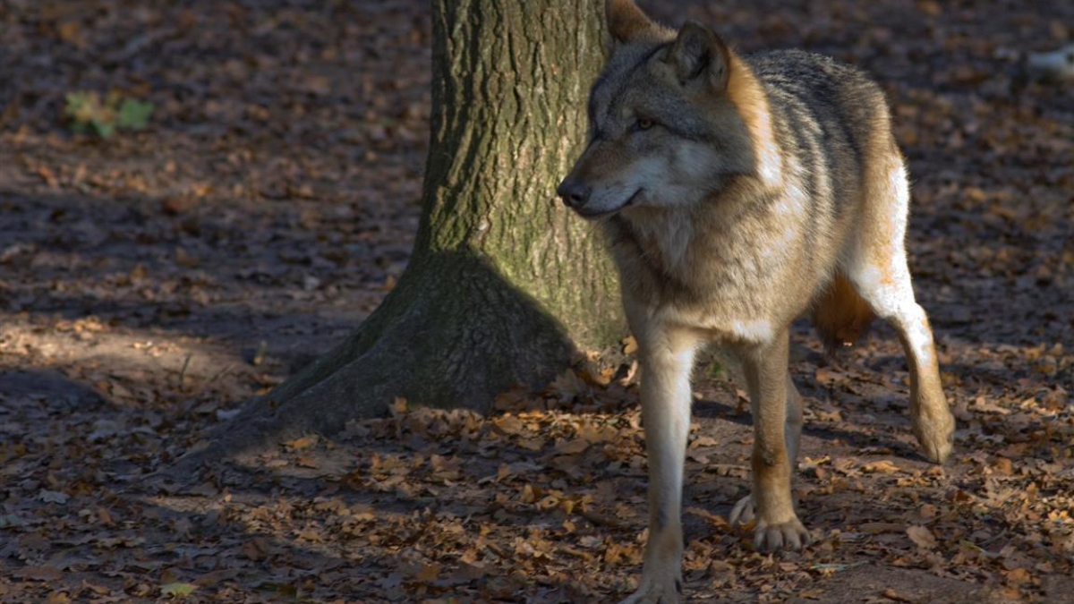 93476 wolf