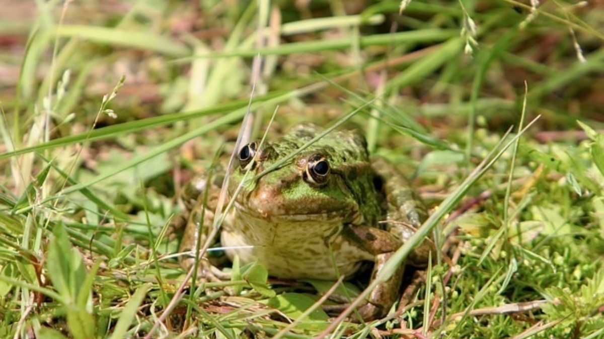 92592 frog 683988 640