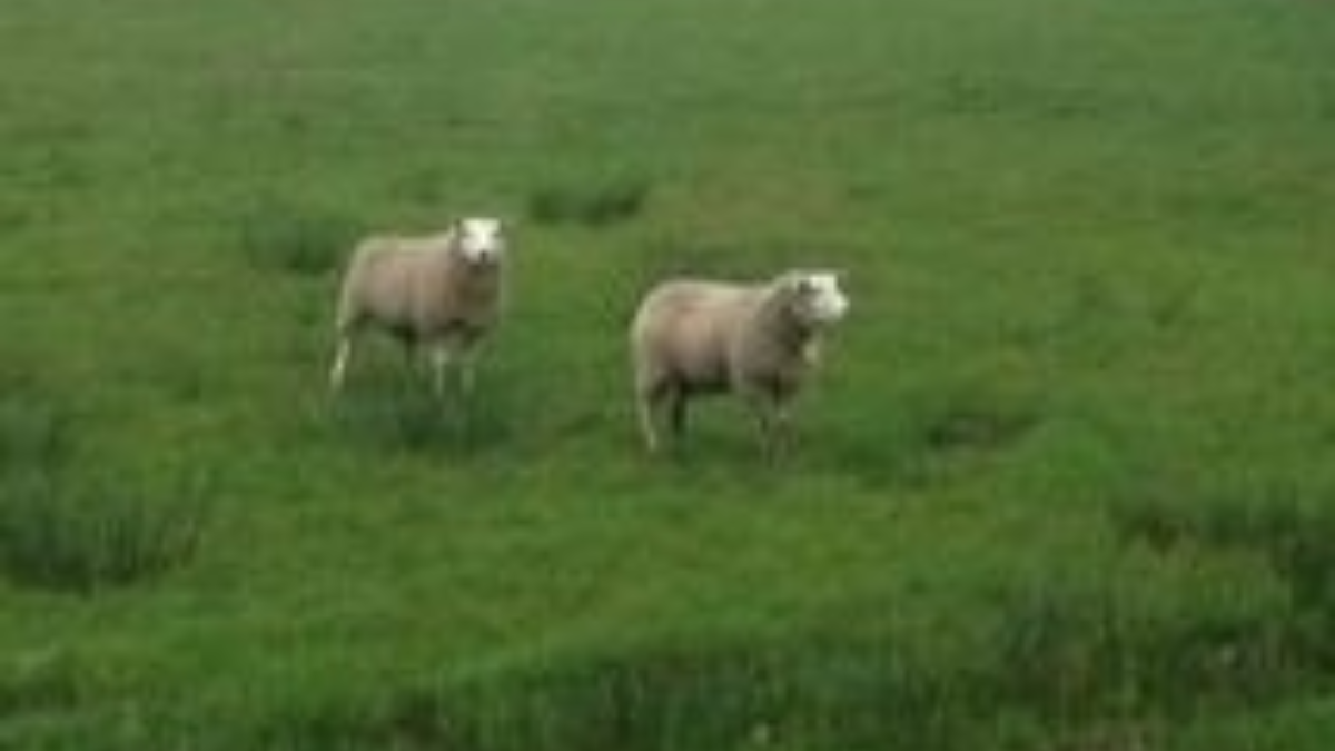 91533 schapen