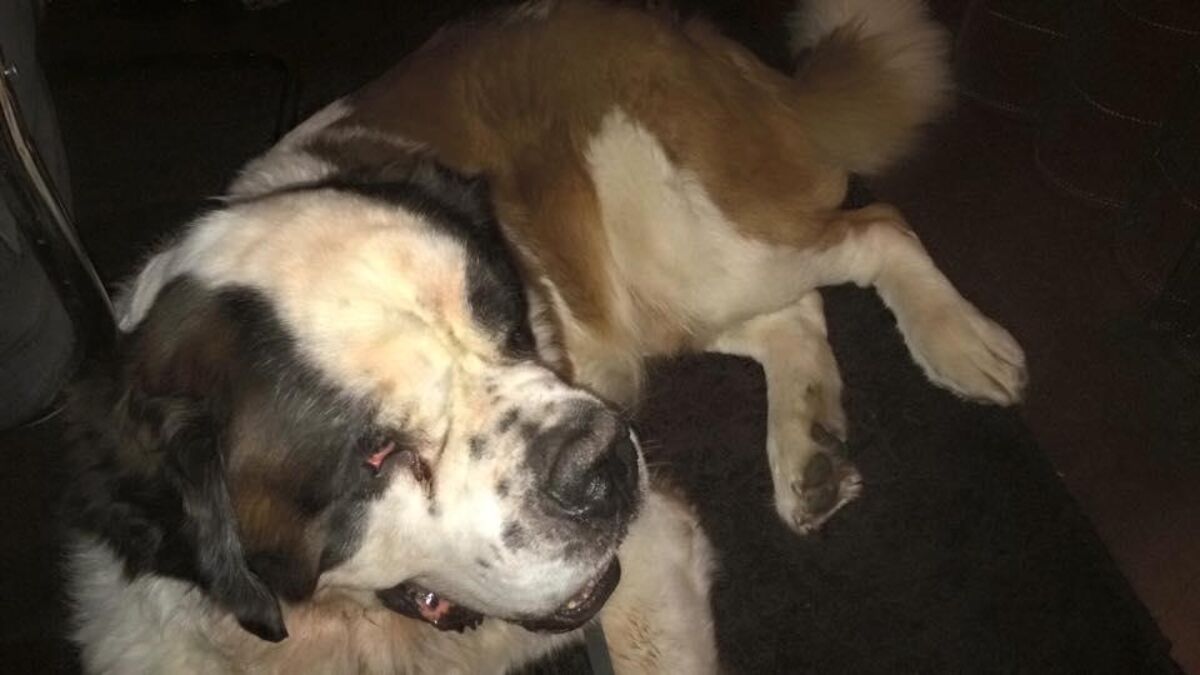 91096 hond joop