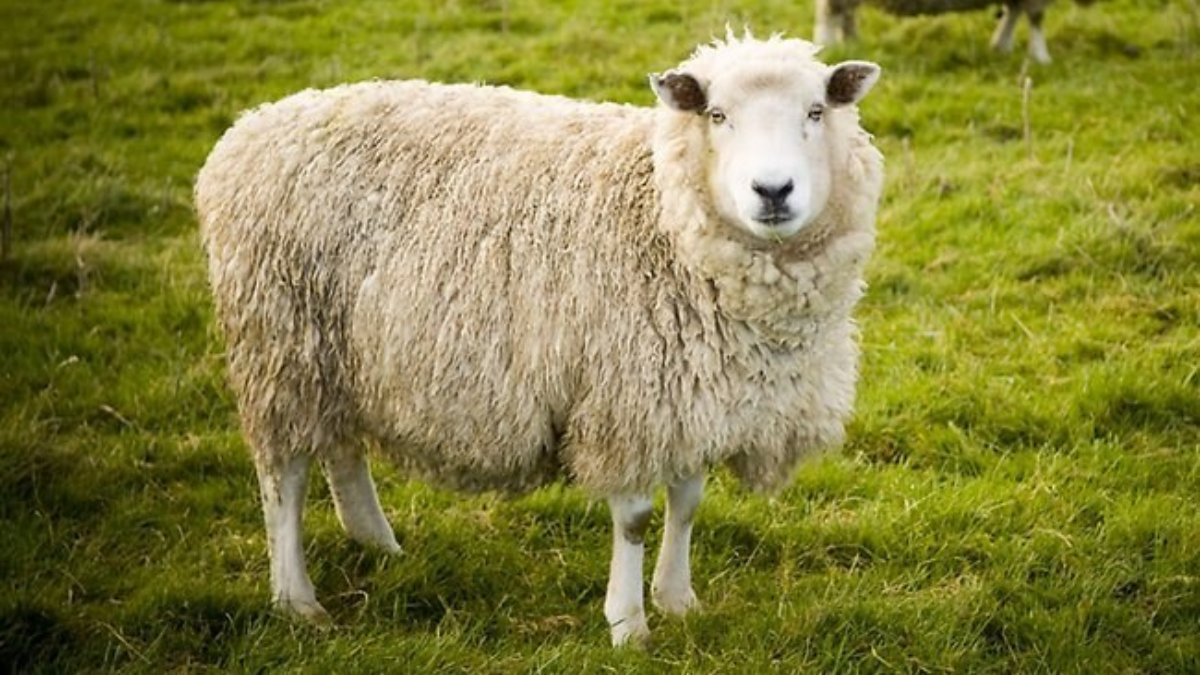 89891 schaap