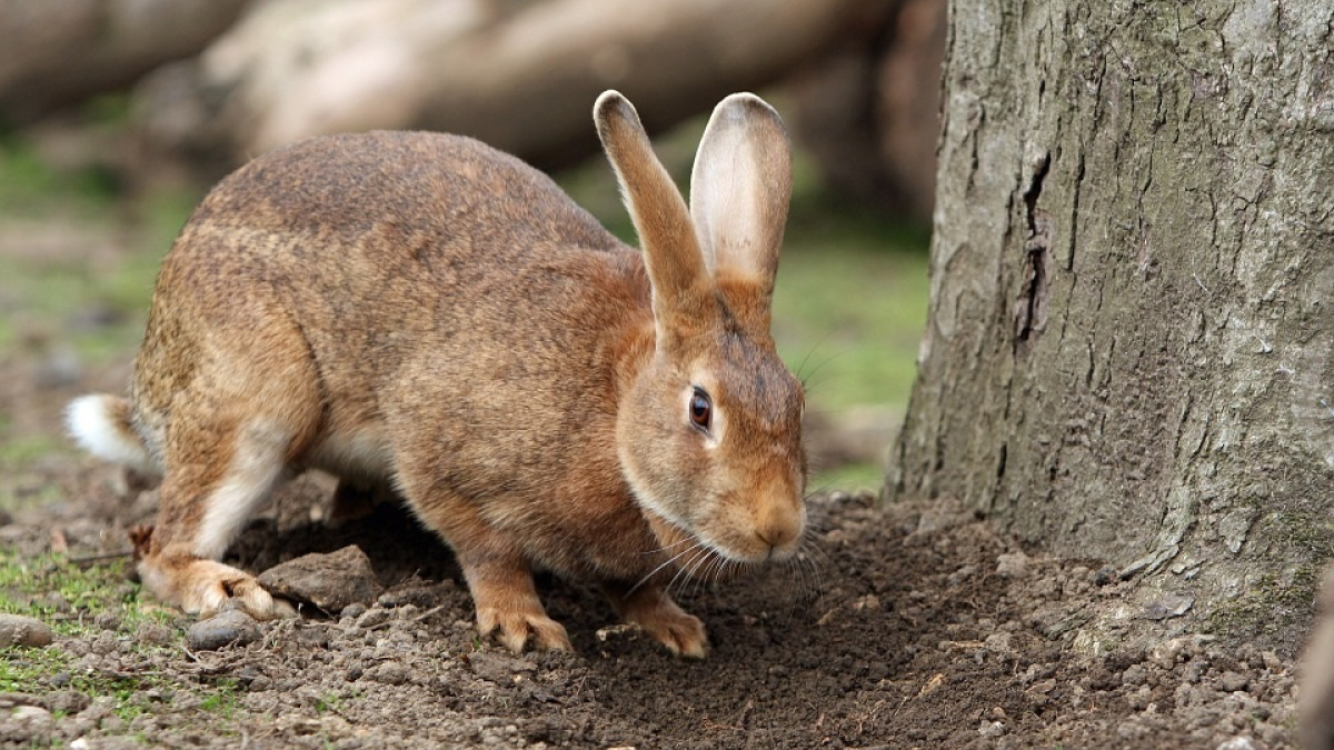 88006 bunny 164948 960 720