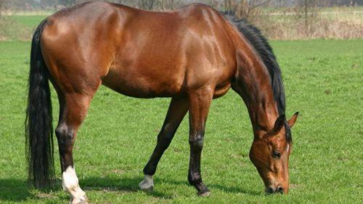 87698 paard
