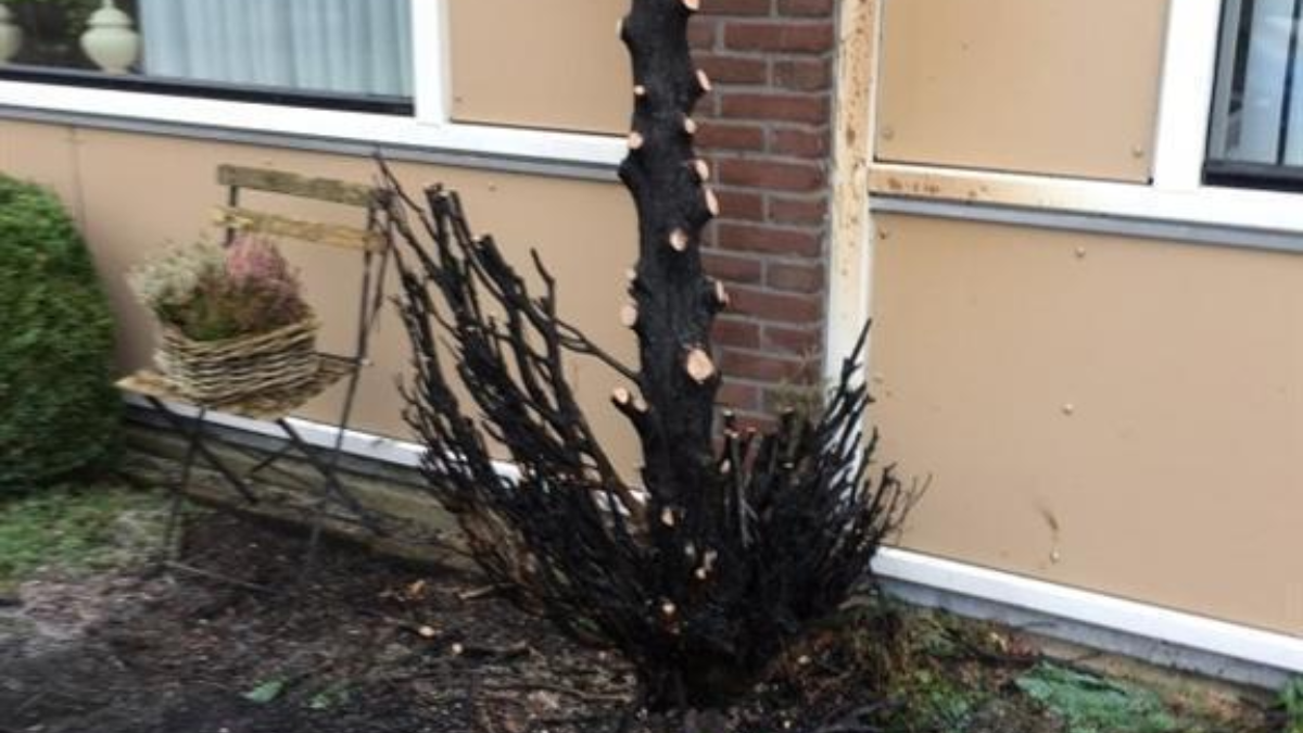 85629 reigerstraat