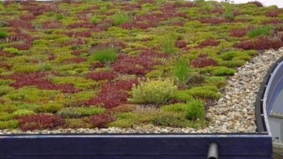 84573 groen dak