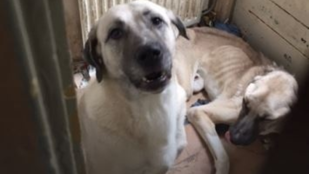 75981 verwaarloosde hond