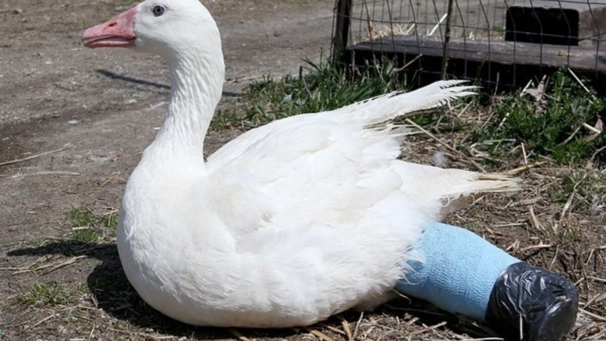 71634 Gans