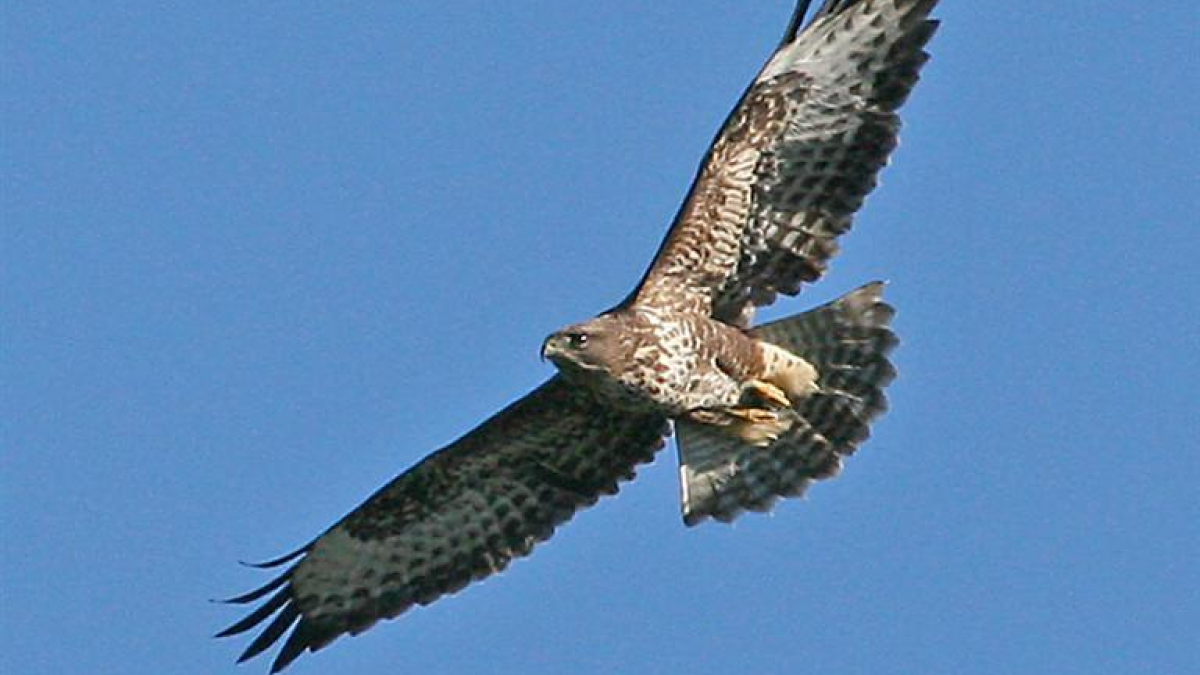 64457 buizerd