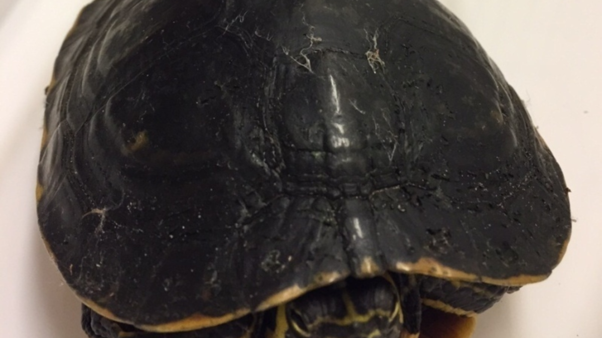 63134 schildpad