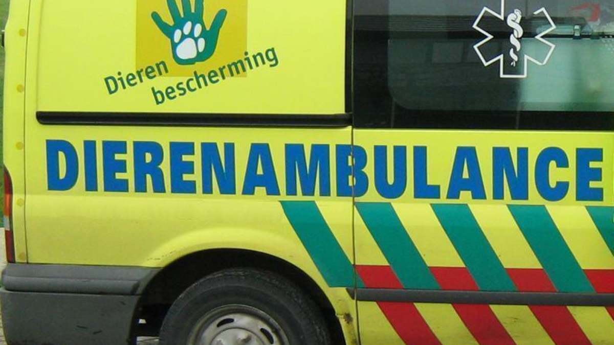 62899 dierenambulance