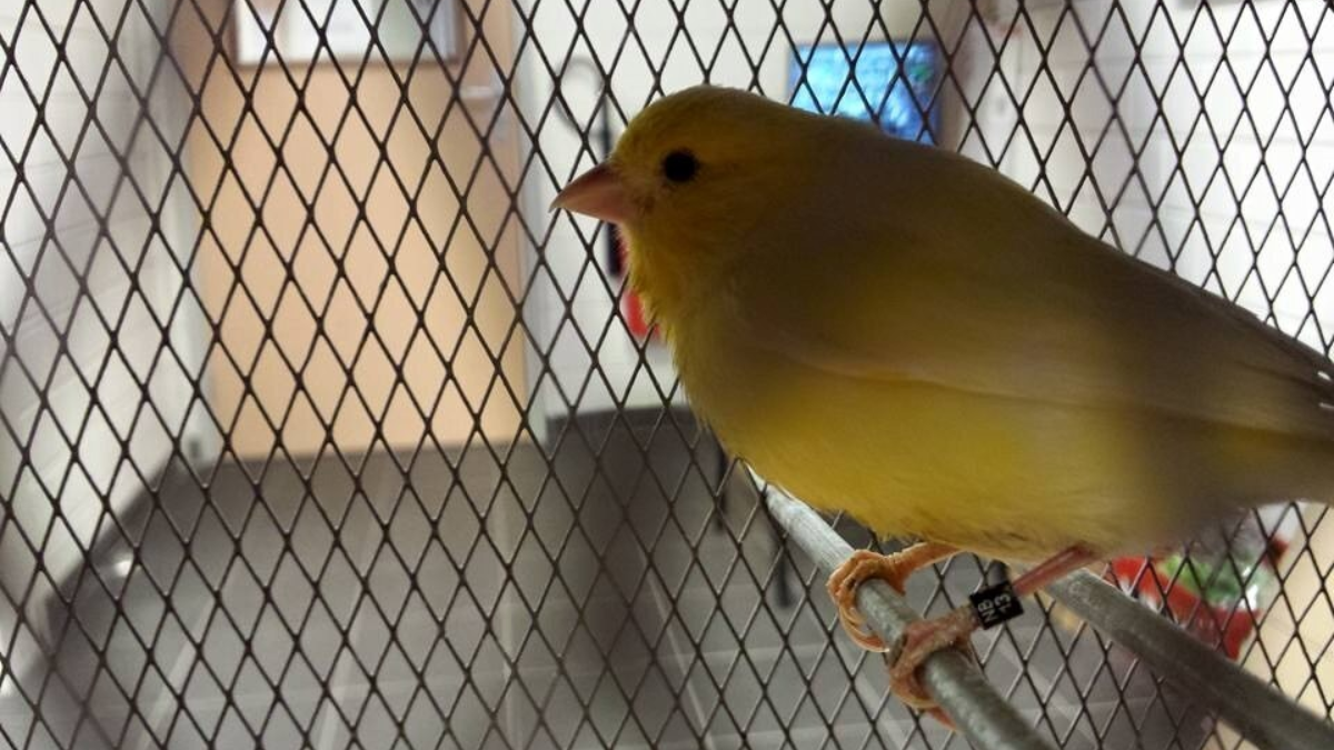 62550 vogeltje karwei