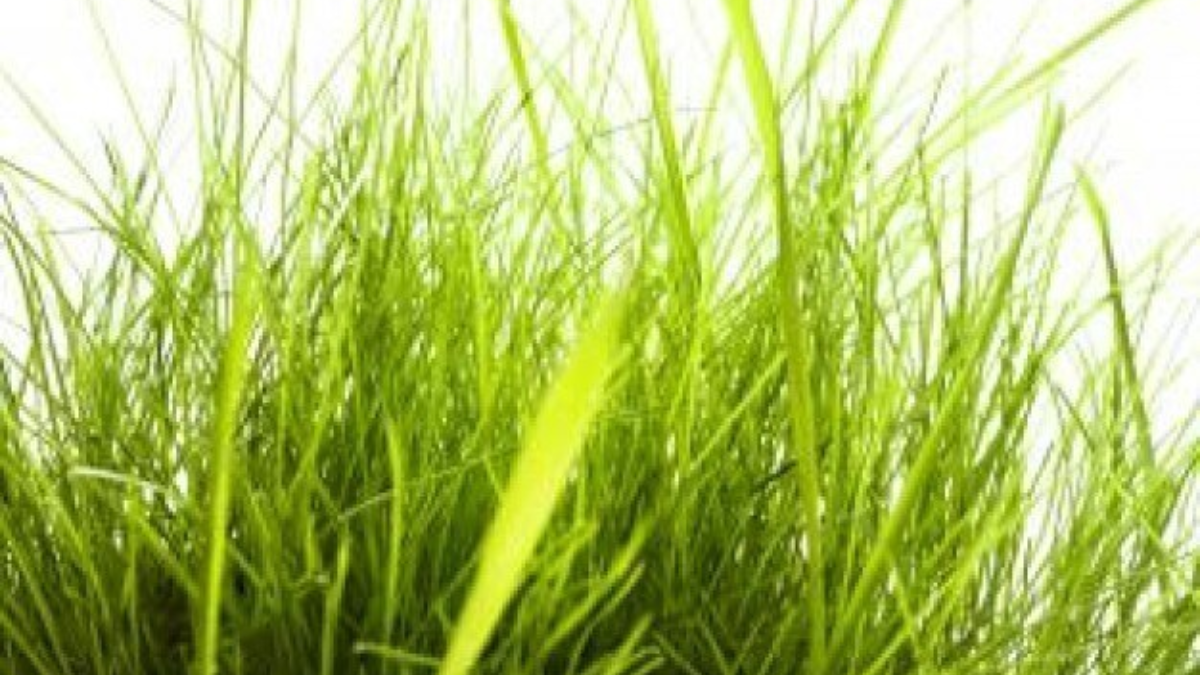 57073 54065 hoog gras