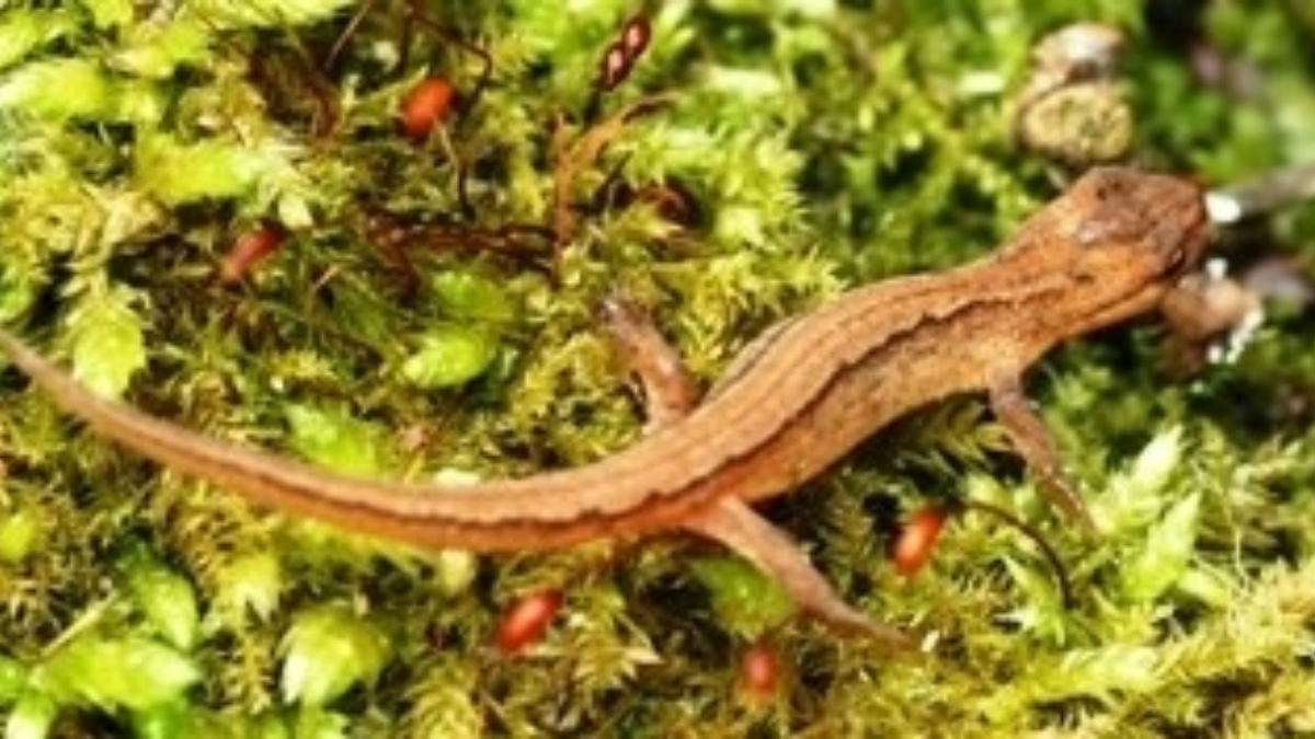42241 salamander