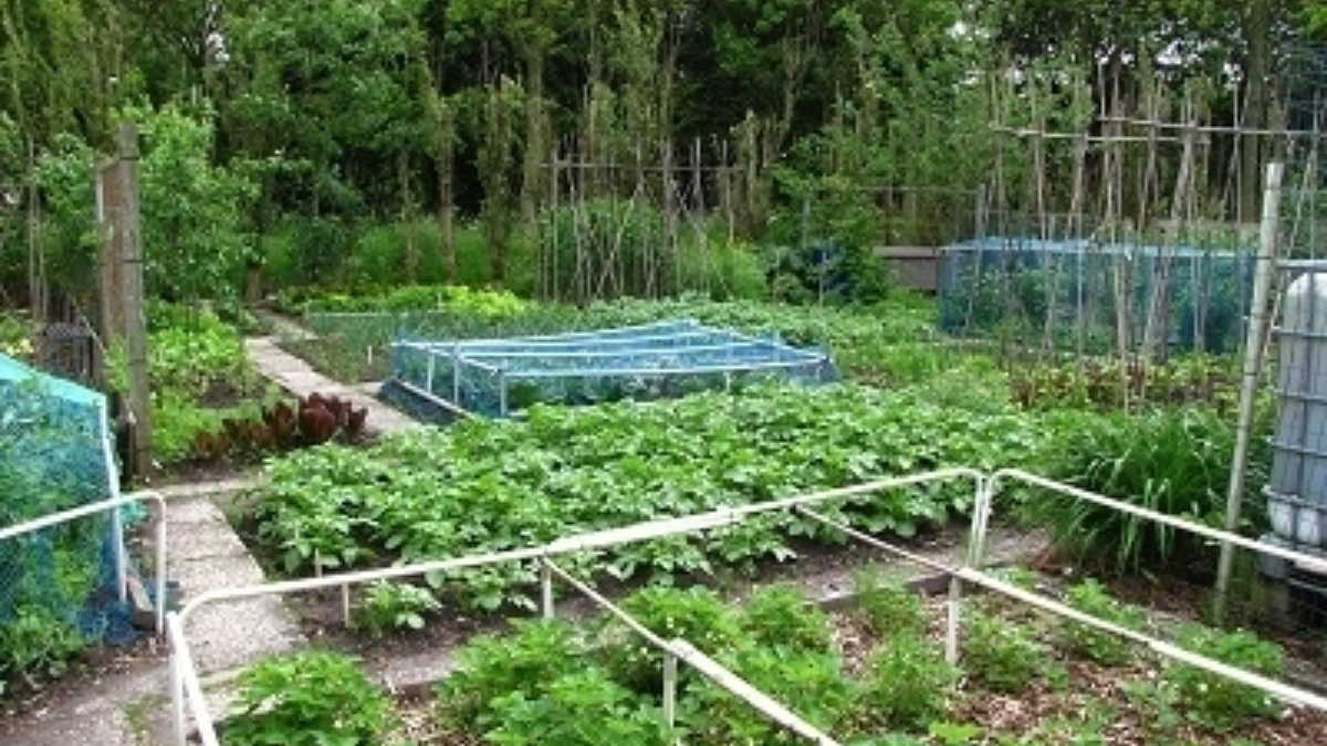 36082 Volkstuin overzicht