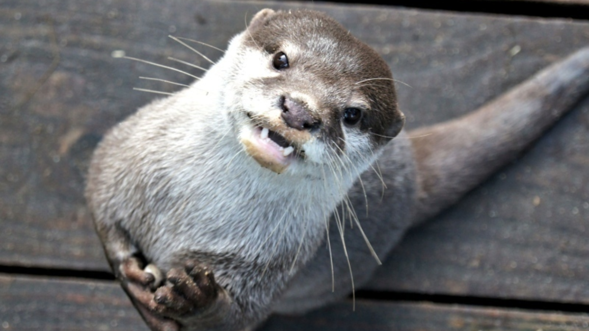 33203 otter