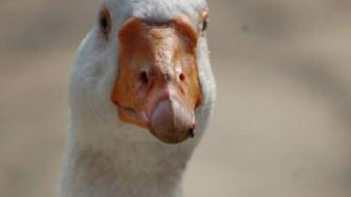 32236 gijs