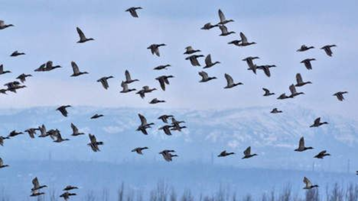 27971 trekvogels
