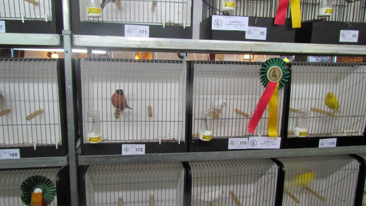 27545 Vogelshow