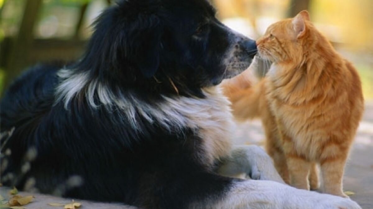 27158 hond met kat