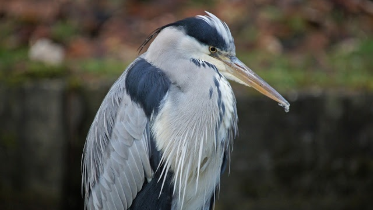 26553 blauwe reiger