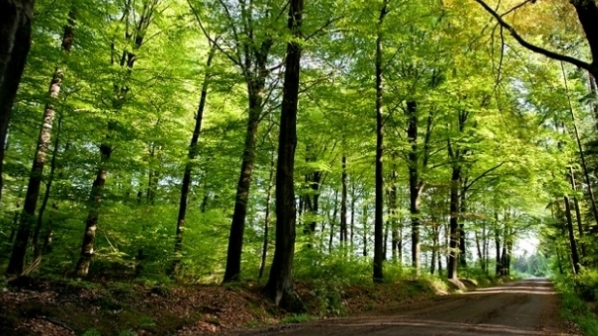 25754 lonnekerberg