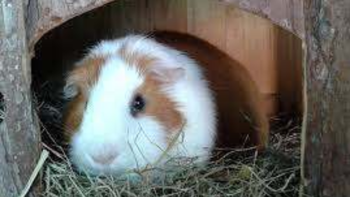 24867 cavia