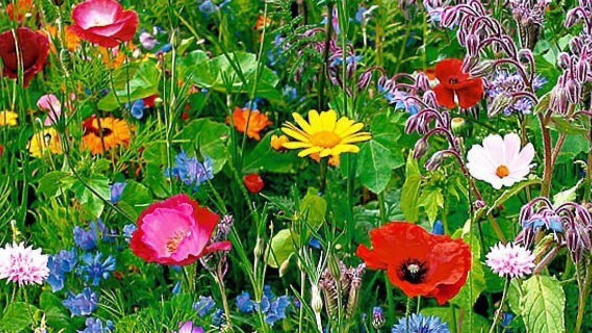 23979 wilde bloemen border1