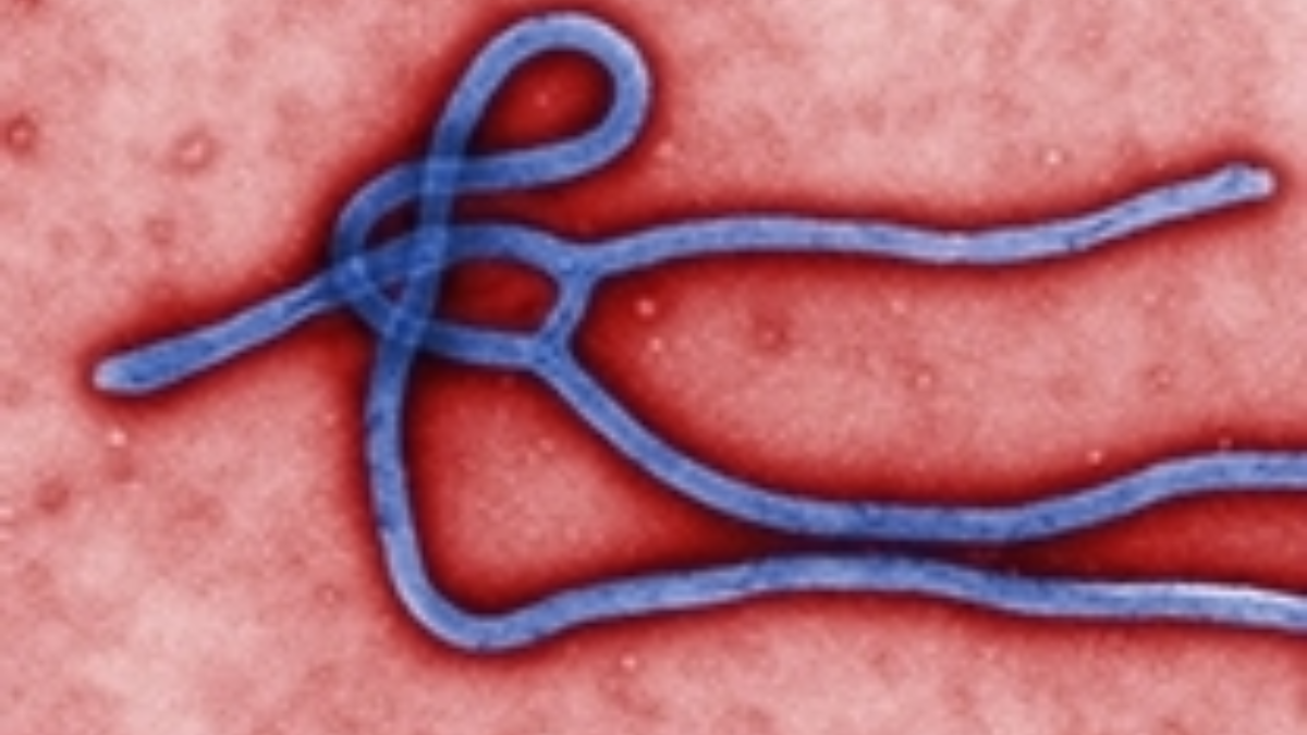 23935 Ebolavirus 208