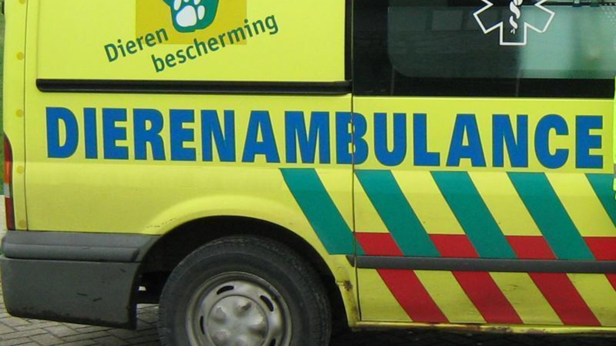 23131 dierenambulance 33 B1813 C79719313 C12579 CD004 CC885 6