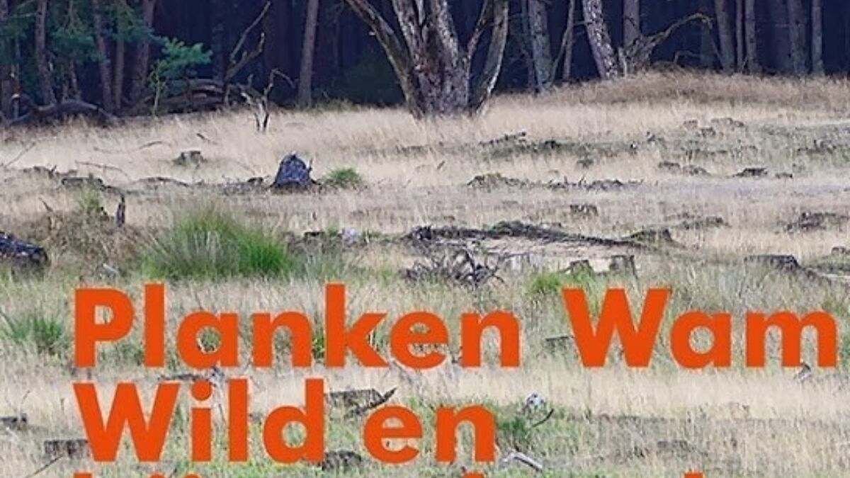 19344 Cover Wild en bijster land