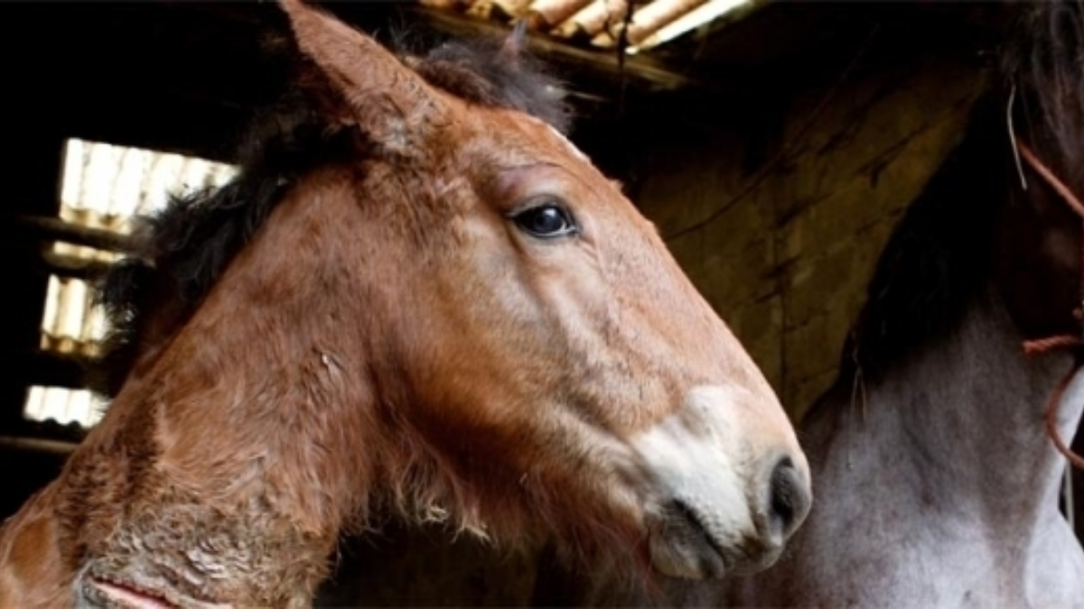 18173 Paard