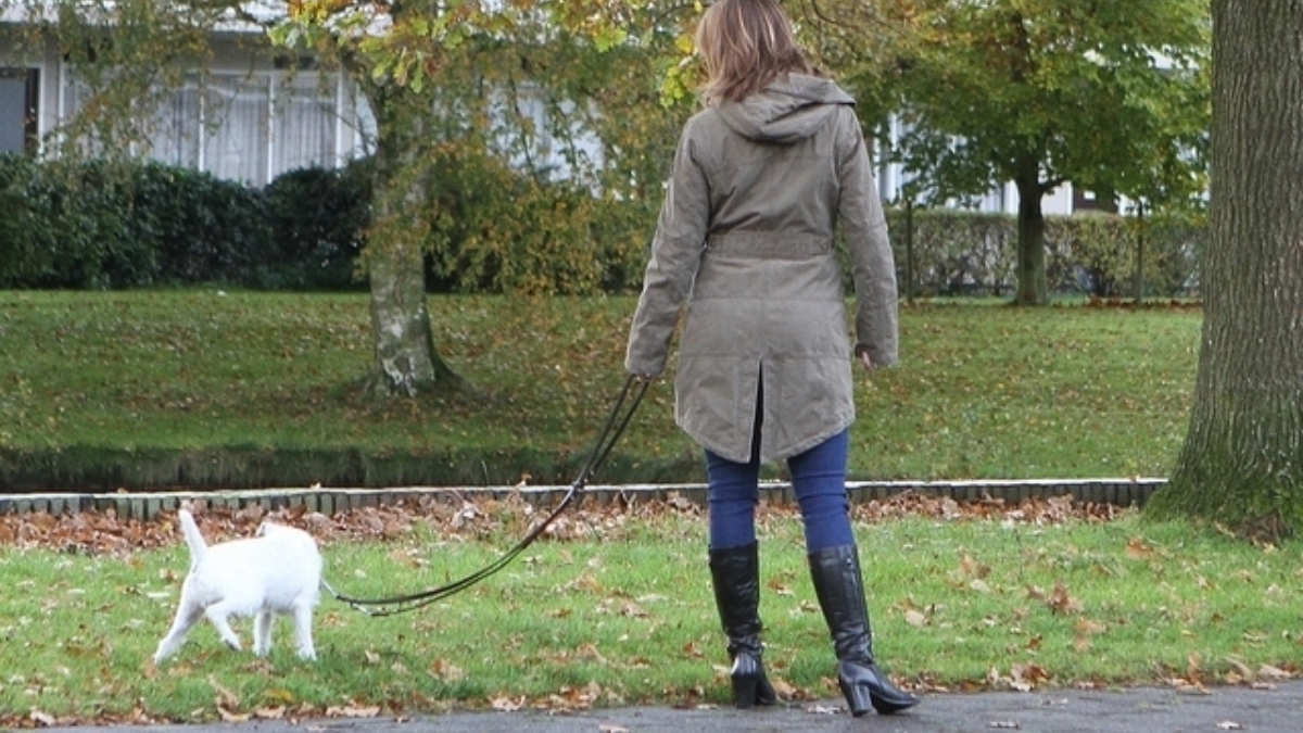 14738 hond