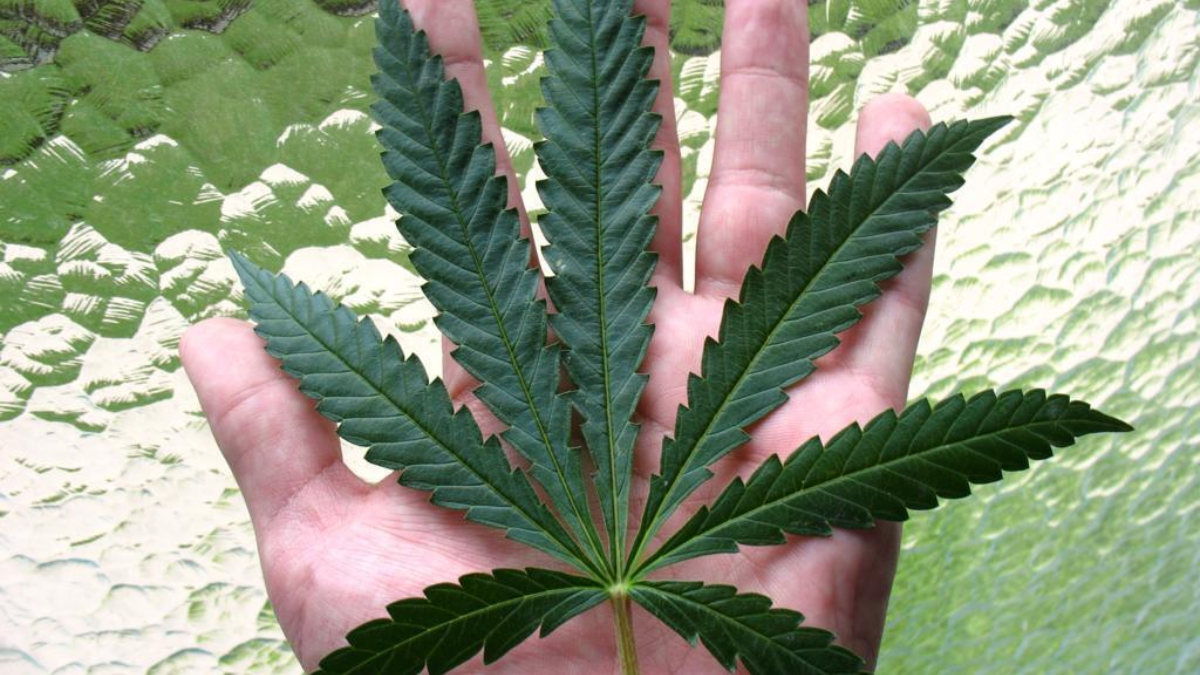 13613 marihuana