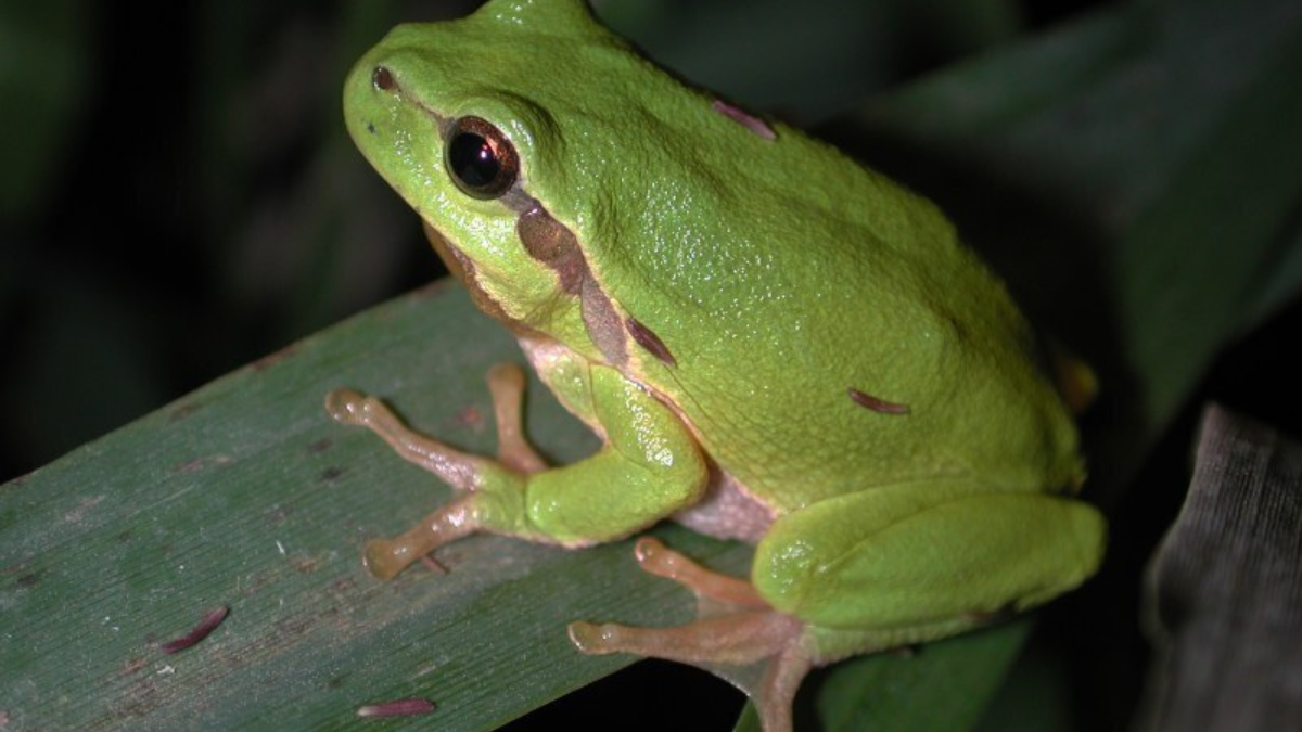 12681 Hyla arborea01