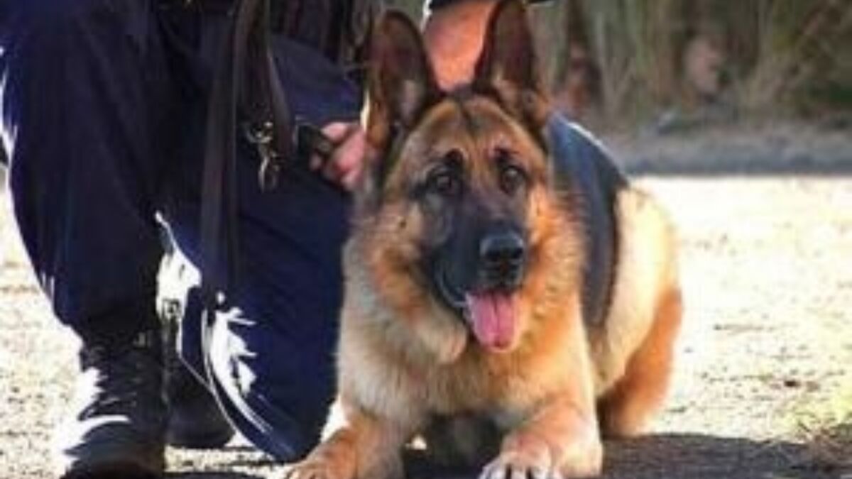 12419 Politiehond