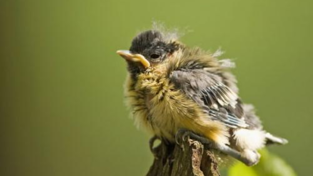 11842 vogels