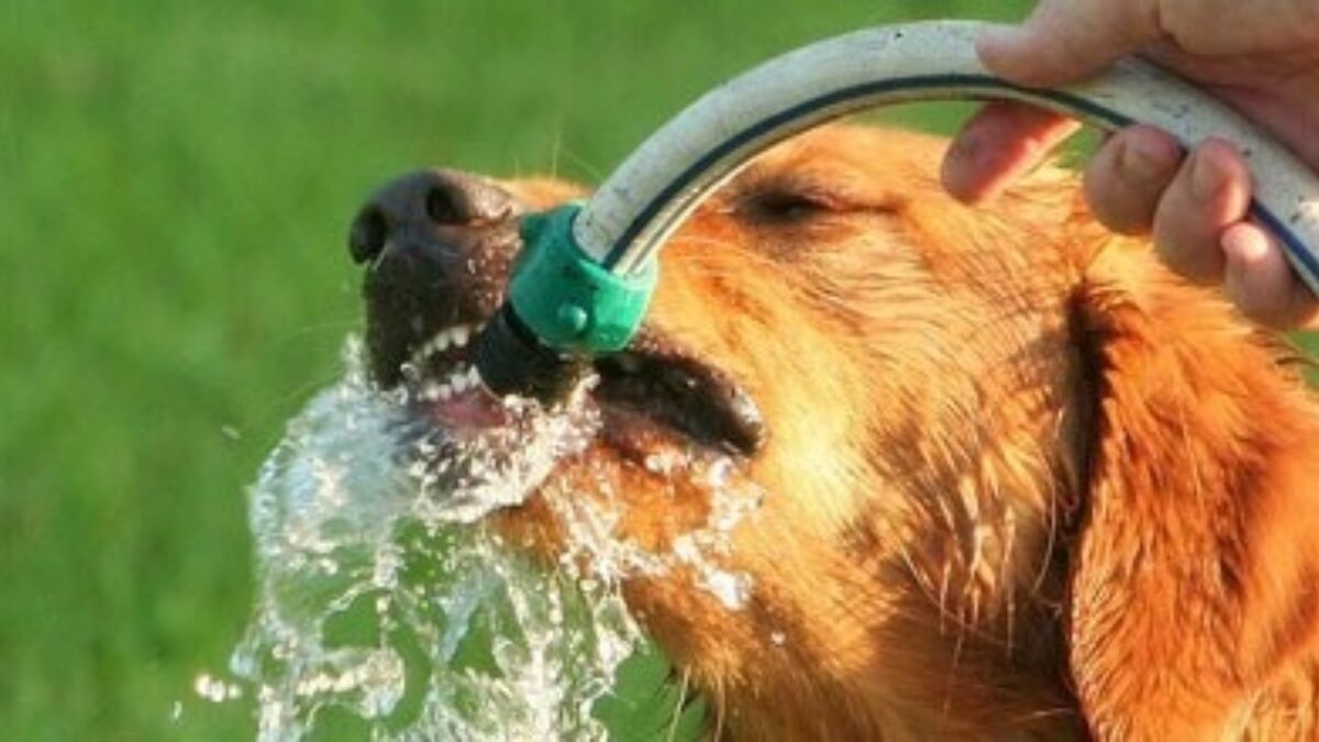 11367 Drinkende hond