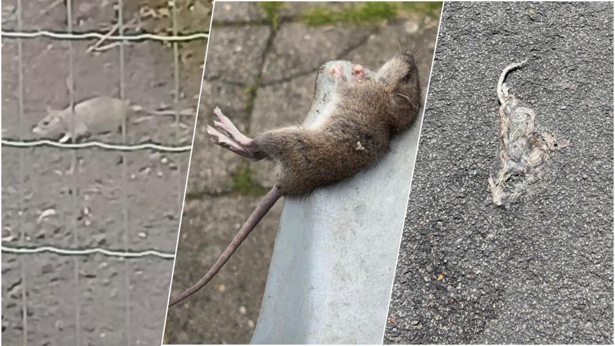 250514 ratten hengelo