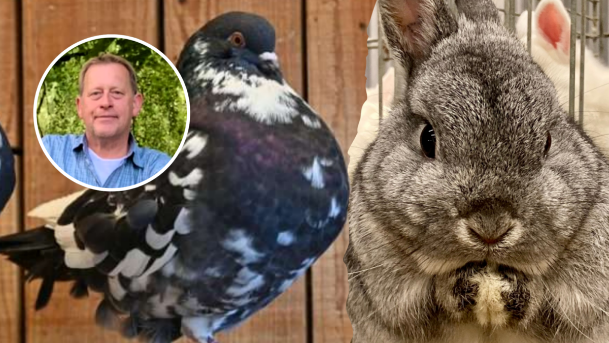 251104 kleindierenshow2