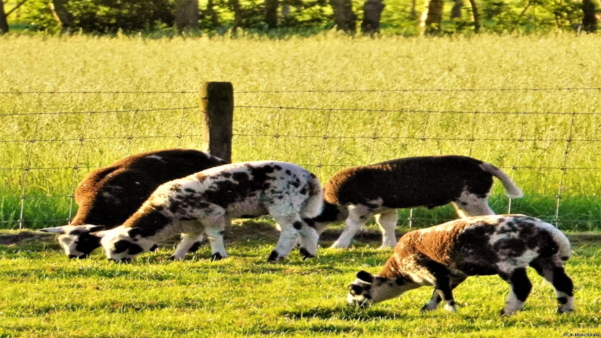 Schapen