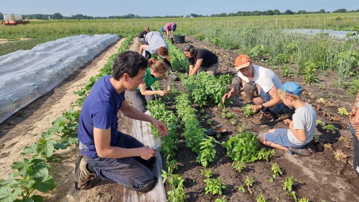 Herenboeren vroeg in de weer 24062023